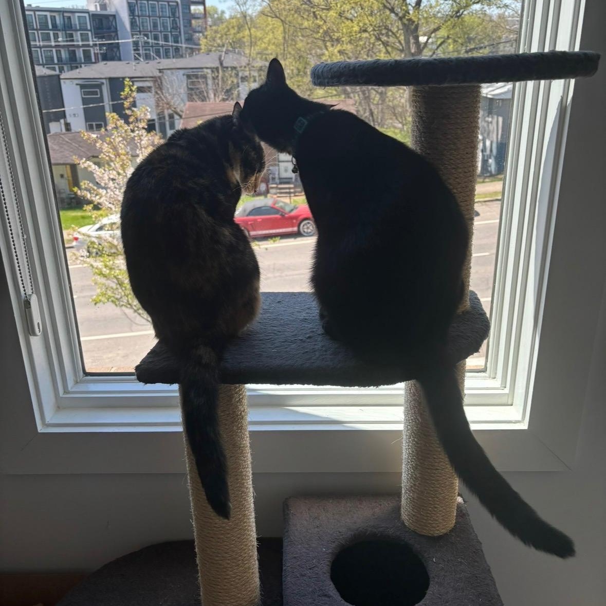 Enlarge Lola (Bonded to Louie), a ADOPTABLE Domestic Short Hair in Nashville, TN image 5/5