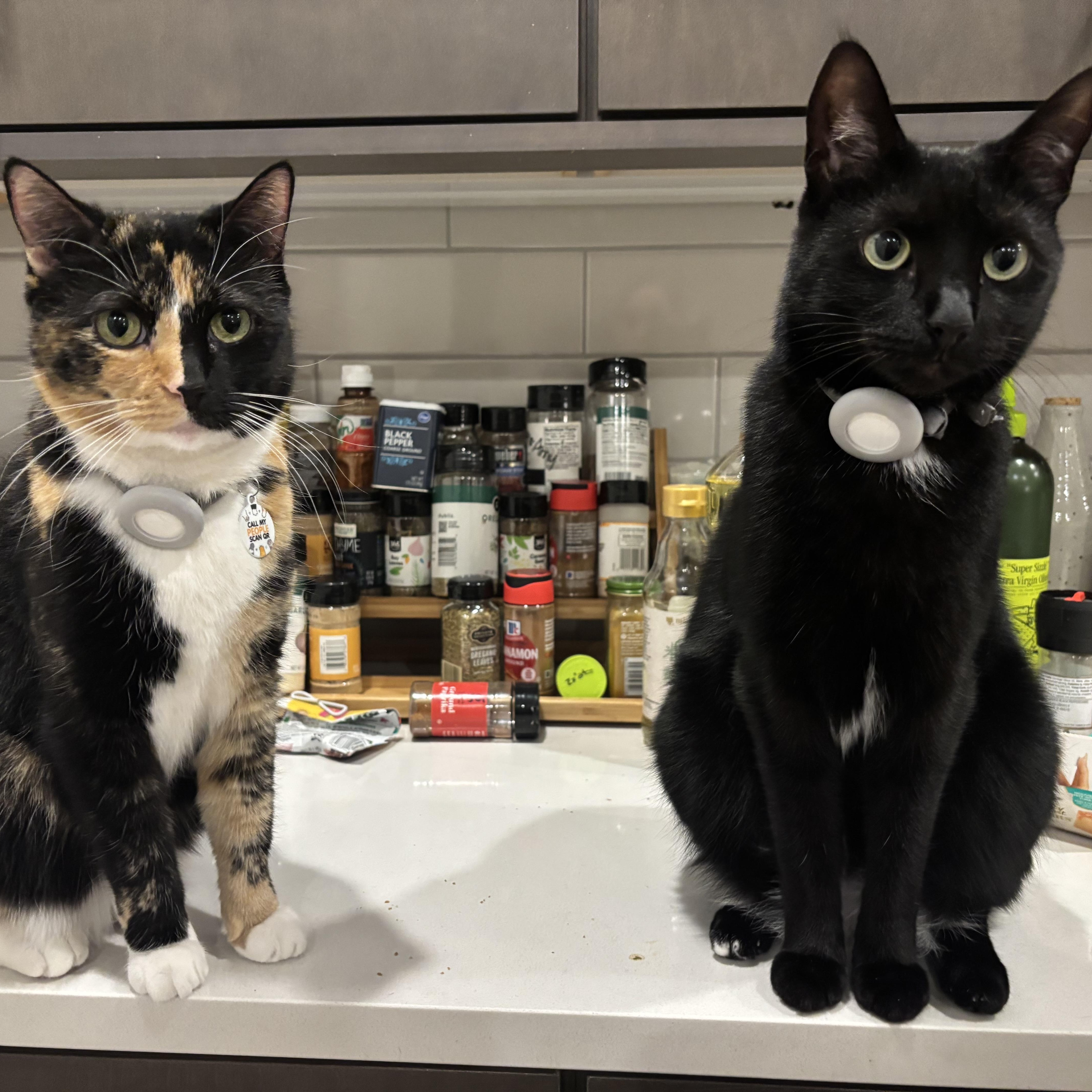 Enlarge Lola (Bonded to Louie), a ADOPTABLE Domestic Short Hair in Nashville, TN image 4/5