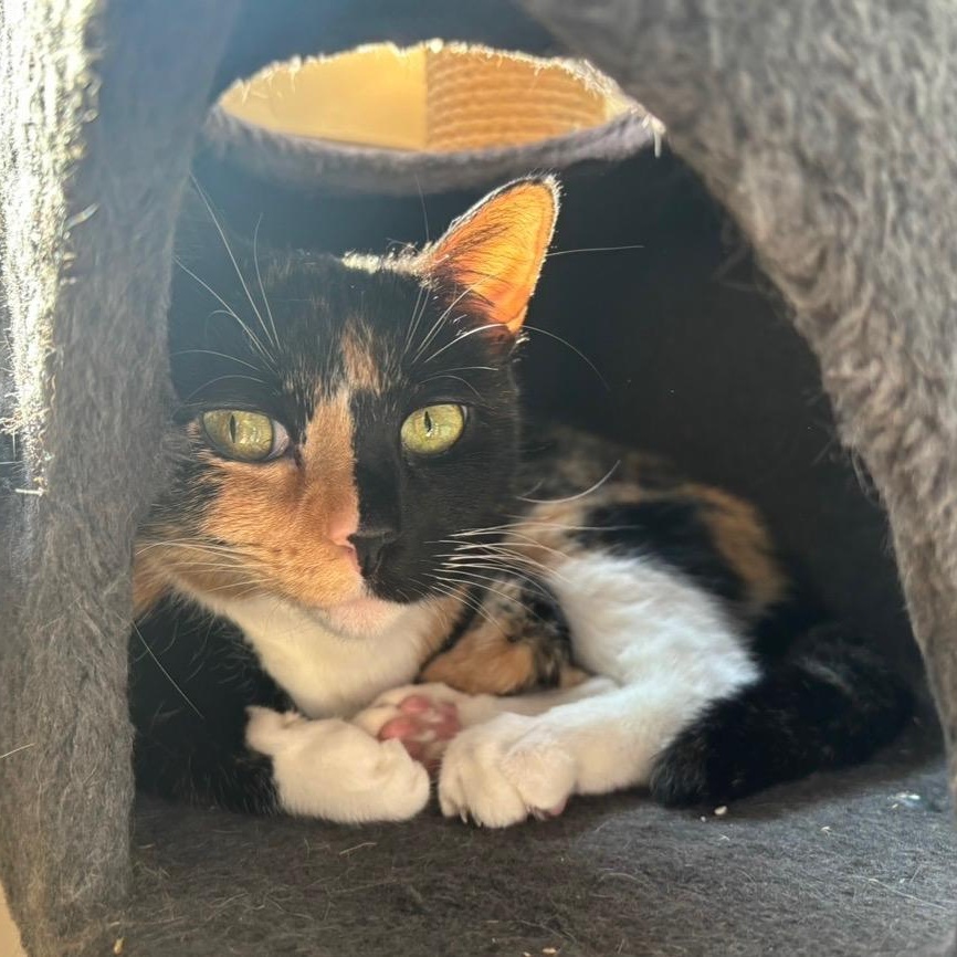 Enlarge Lola (Bonded to Louie), a ADOPTABLE Domestic Short Hair in Nashville, TN image 3/5