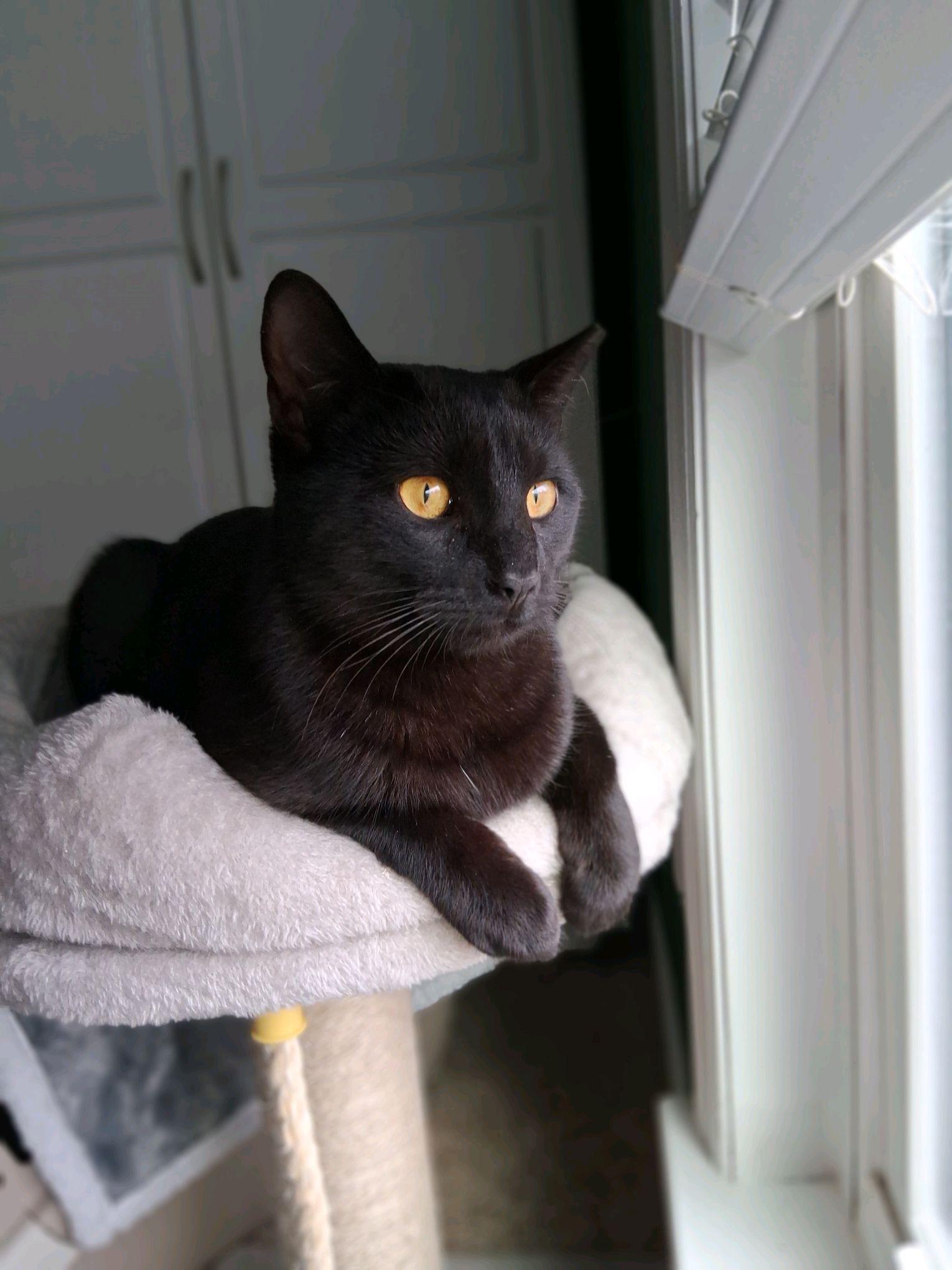 Mr. Biggs, a ADOPTABLE American Shorthair in Murfreesboro, TN image 1/3