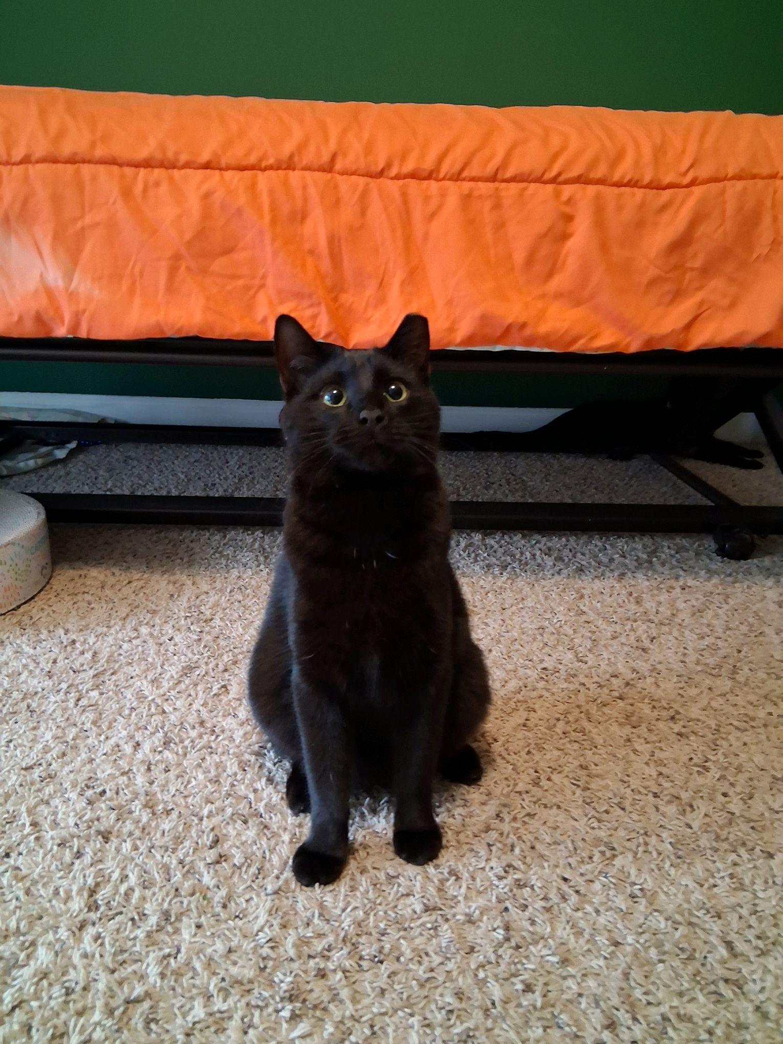 Enlarge Mr. Biggs, a ADOPTABLE American Shorthair in Murfreesboro, TN image 2/3