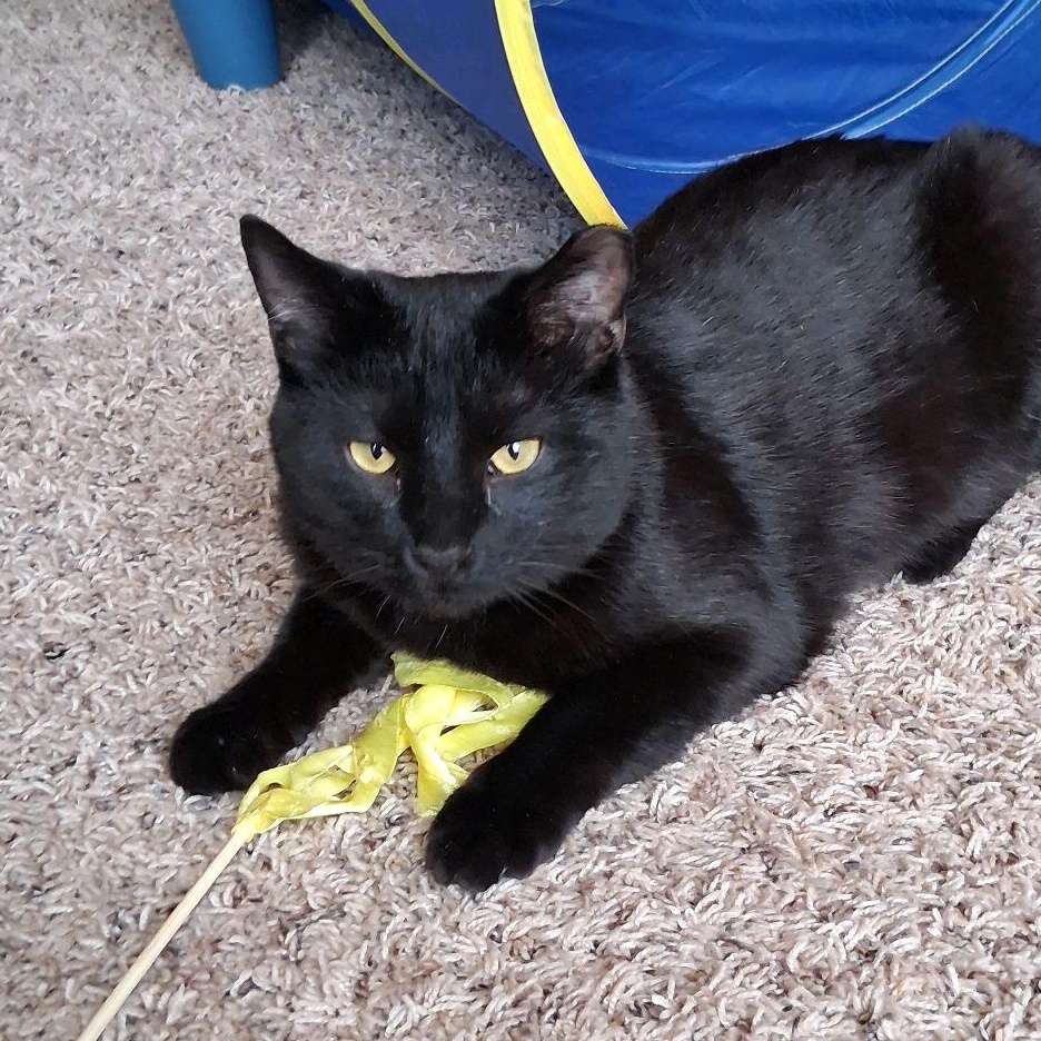 Mr. Biggs, ADOPTABLE, Young Male American Shorthair.