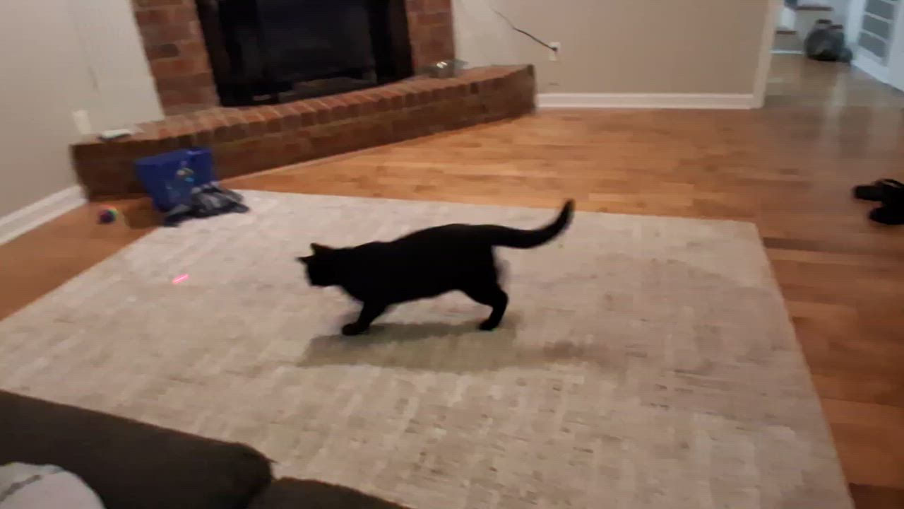 Enlarge Mr. Biggs, a ADOPTABLE American Shorthair in Murfreesboro, TN video 3/3