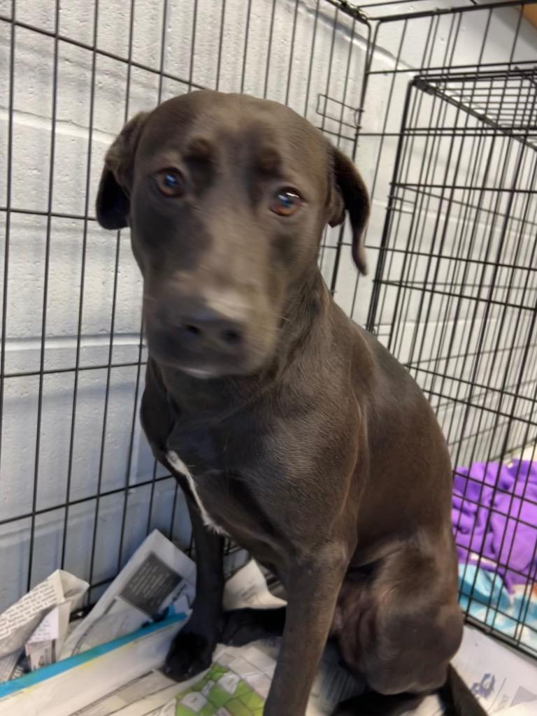 Enlarge Emory, a Adoptable Labrador Retriever in Greenwood, MS image 1/5