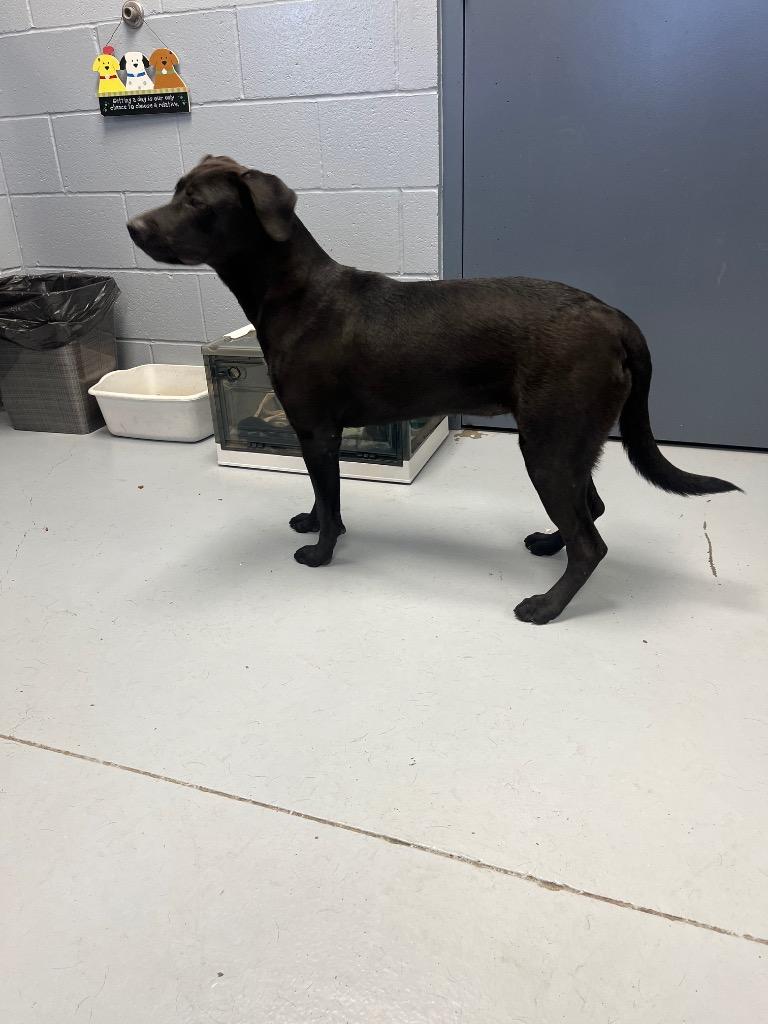 Enlarge Emory, a Adoptable Labrador Retriever in Greenwood, MS image 2/5