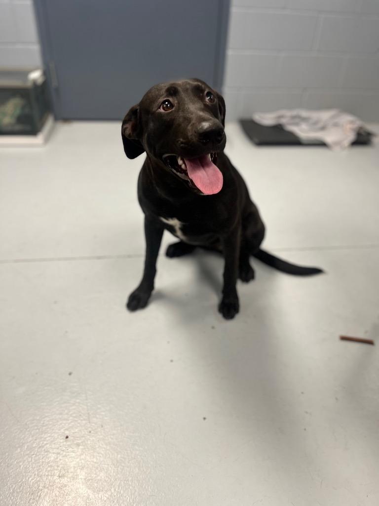 Emory, a Adoptable Labrador Retriever in Greenwood, MS image 3/5