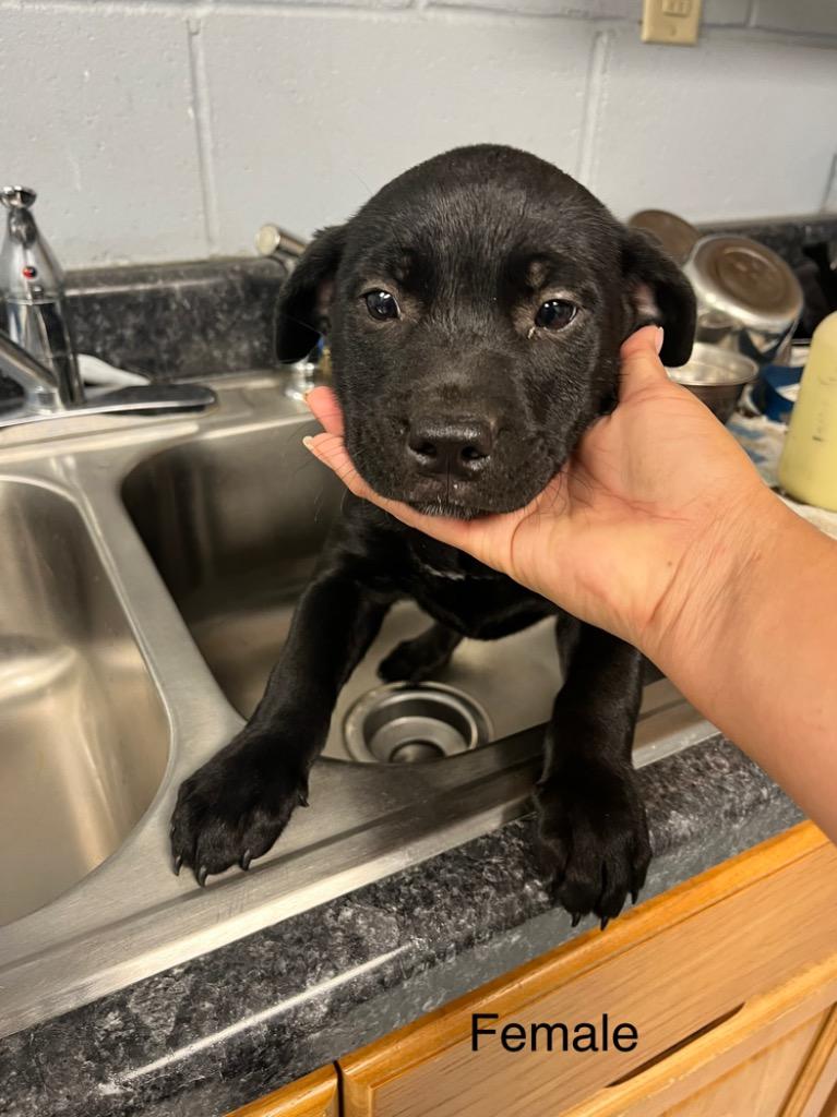 Enlarge Emory, a Adoptable Labrador Retriever in Greenwood, MS image 4/5