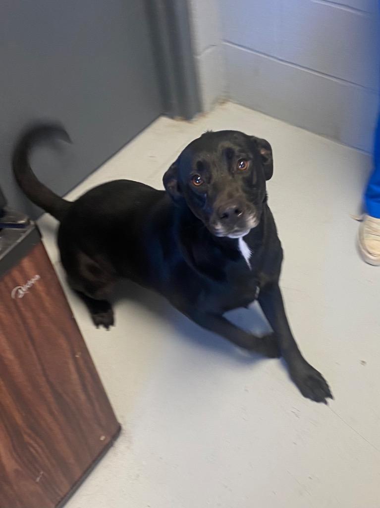 Enlarge Emory, a Adoptable Labrador Retriever in Greenwood, MS image 5/5