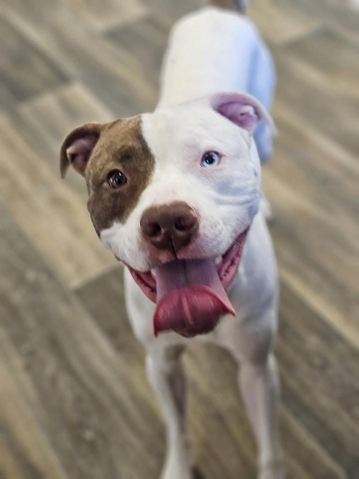 Schwartz, Adoptable, Adult Male Pit Bull Terrier.