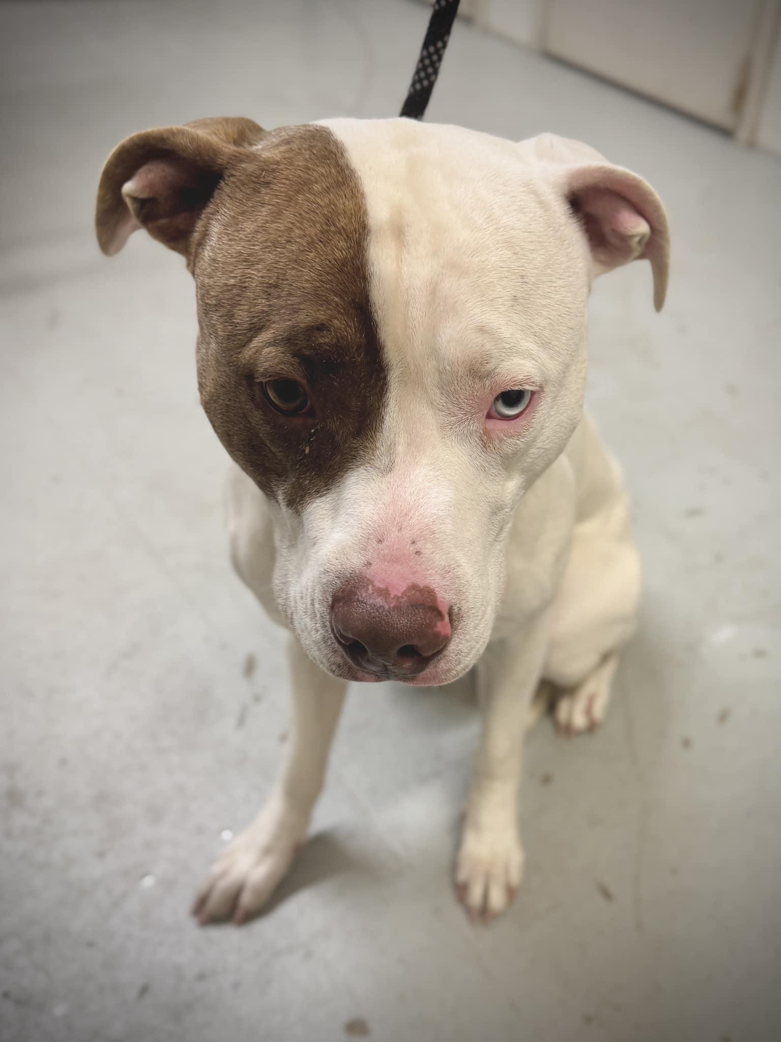 Enlarge Schwartz, a Adoptable mixed breed in Bay City, MI image 2/2