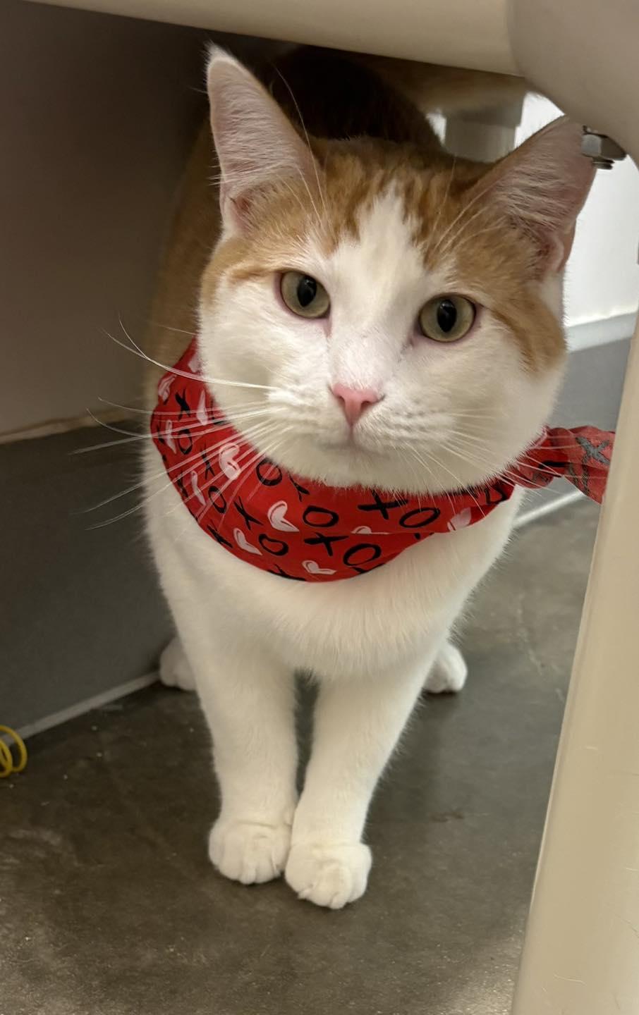 Chalupa, Adoptable, Young Male Domestic Short Hair.