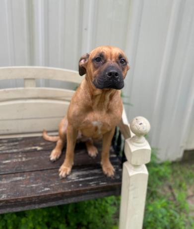 Sweetness Mixed Breed Dog