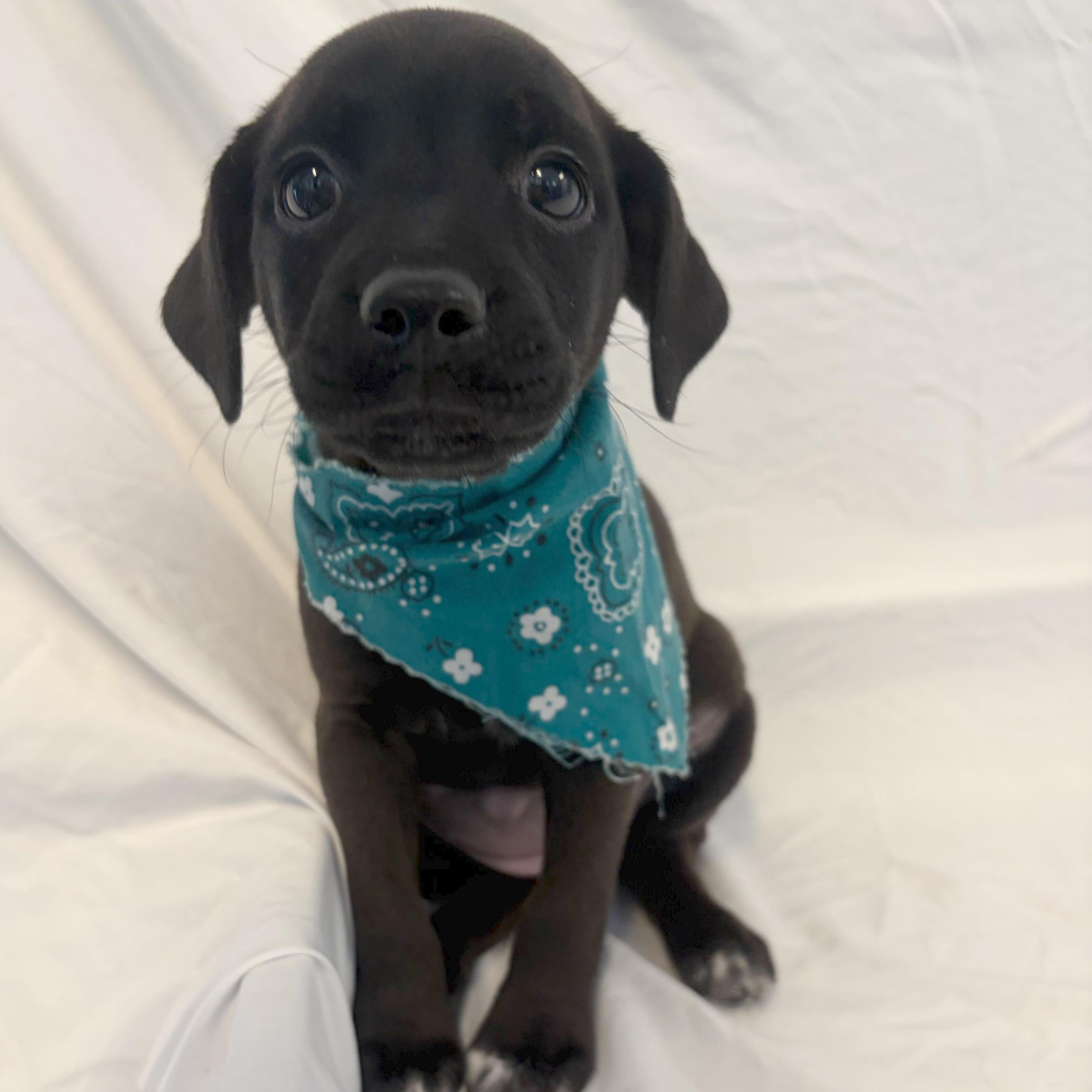 Candyland, an adopted Mixed Breed in Canal Winchester, OH image 3/3