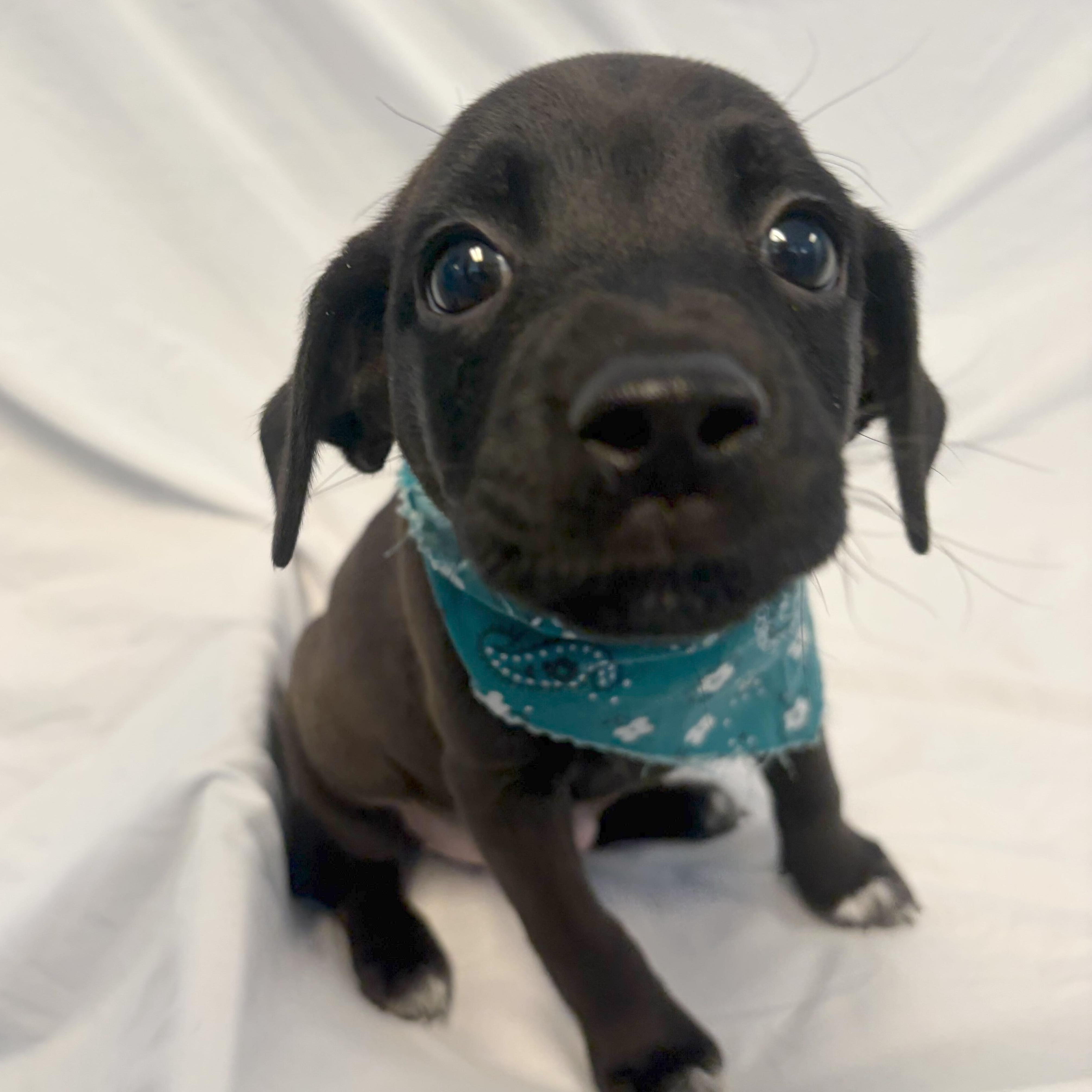 Candyland, an adopted Mixed Breed in Canal Winchester, OH image 1/3