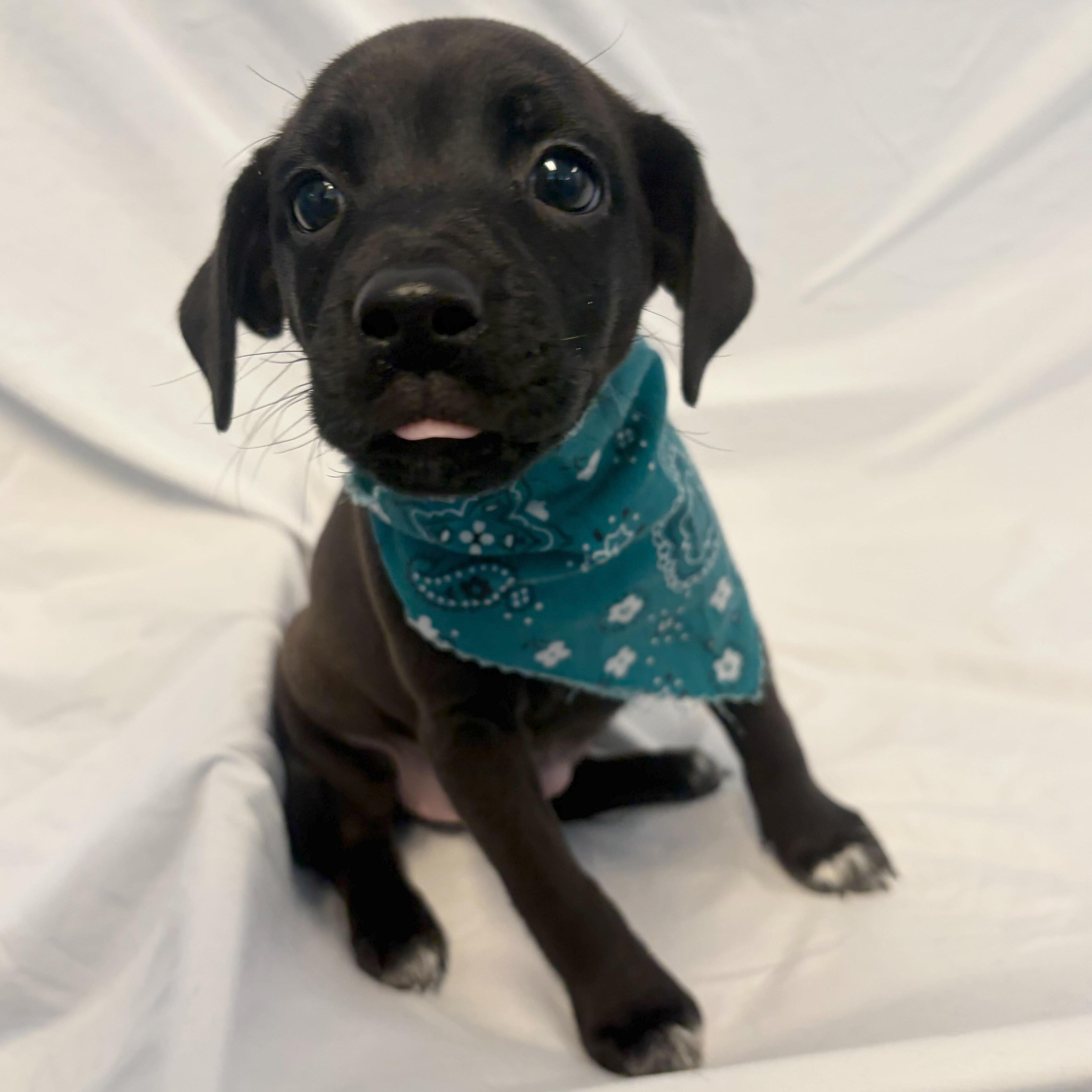 Candyland, an adopted Mixed Breed in Canal Winchester, OH image 2/3