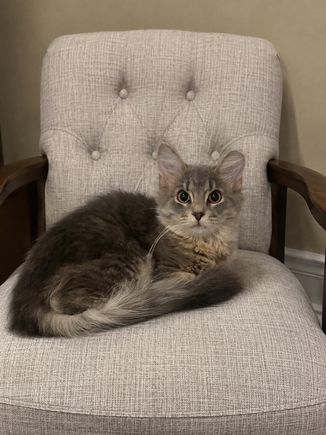 Enlarge Siren, a ADOPTABLE Domestic Medium Hair in Granite City, IL image 1/1