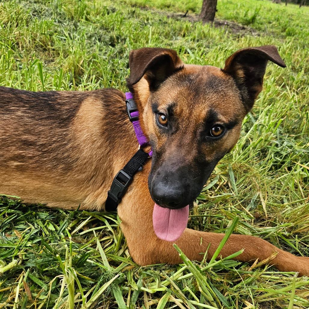Enlarge Phoenix, a Adoptable Mixed Breed in Sonoma, CA image 1/6