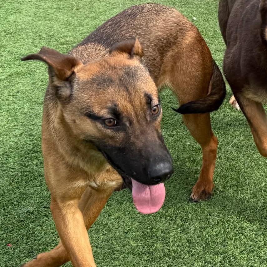 Enlarge Phoenix, a Adoptable Mixed Breed in Sonoma, CA image 2/6