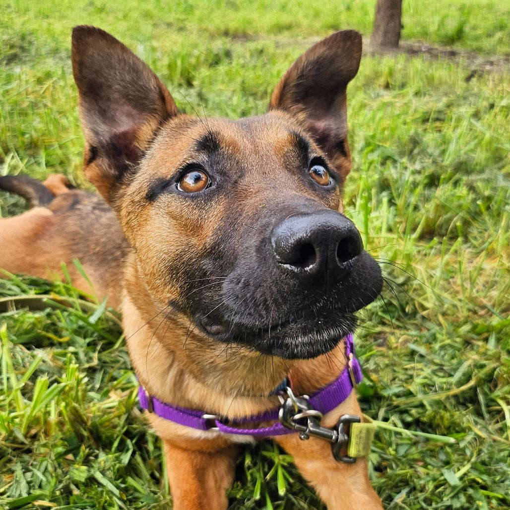 Enlarge Phoenix, a Adoptable Mixed Breed in Sonoma, CA image 3/6