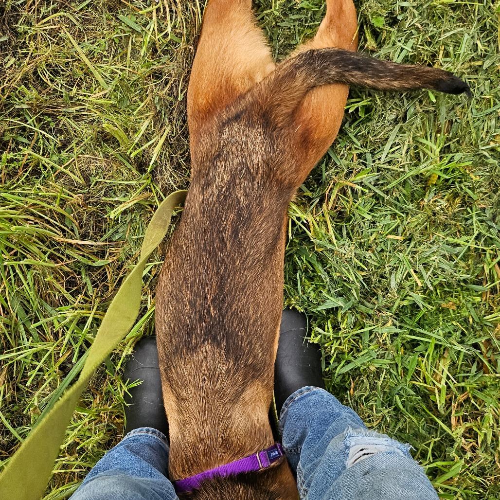 Enlarge Phoenix, a Adoptable Mixed Breed in Sonoma, CA image 4/6