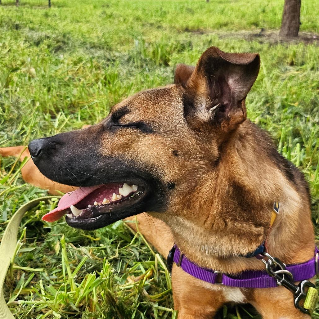 Enlarge Phoenix, a Adoptable Mixed Breed in Sonoma, CA image 5/6