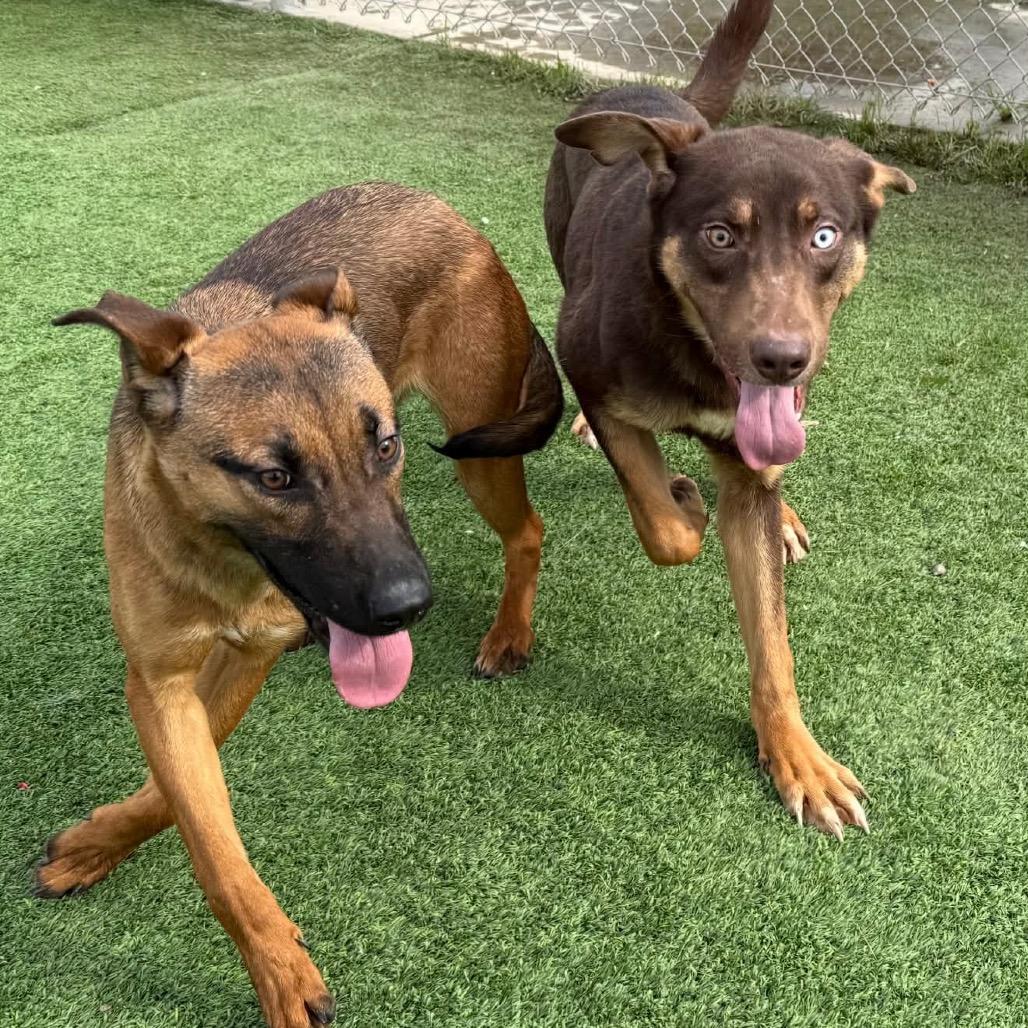 Enlarge Phoenix, a Adoptable Mixed Breed in Sonoma, CA image 6/6