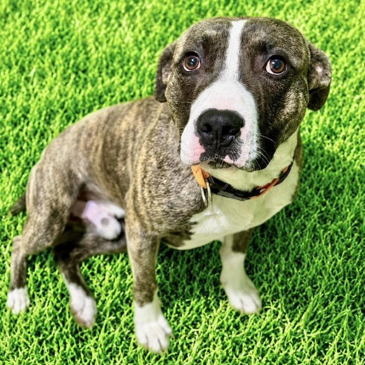 Hot Dog, ADOPTABLE, Puppy Male Pit Bull Terrier.