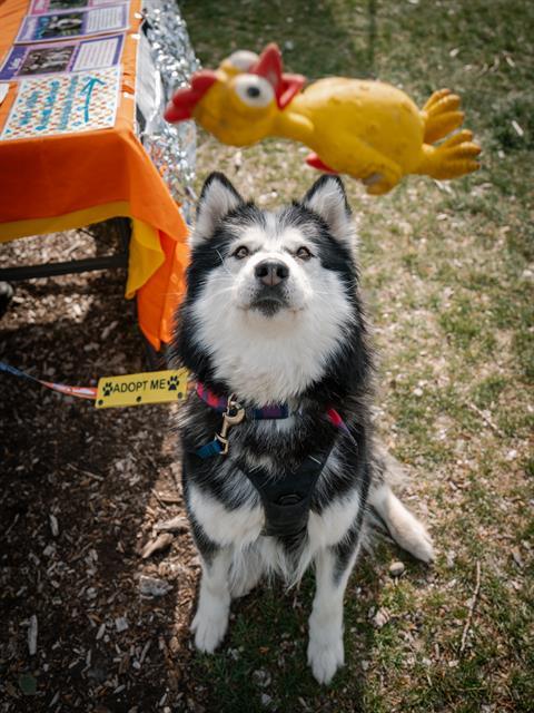 STROOPWAFFLE, Adoptable, Adult Female Alaskan Malamute.