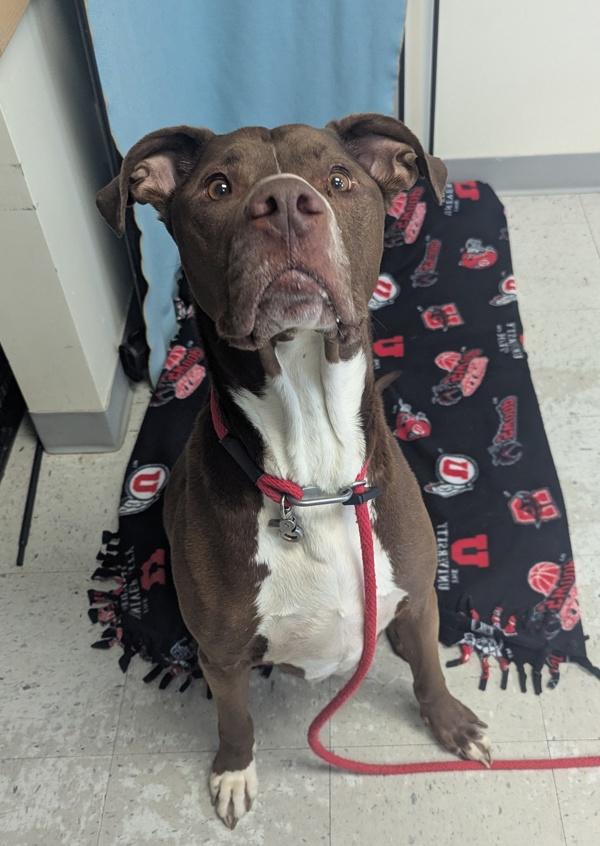 *Caboose*, Adoptable, Adult Male Pit Bull Terrier.