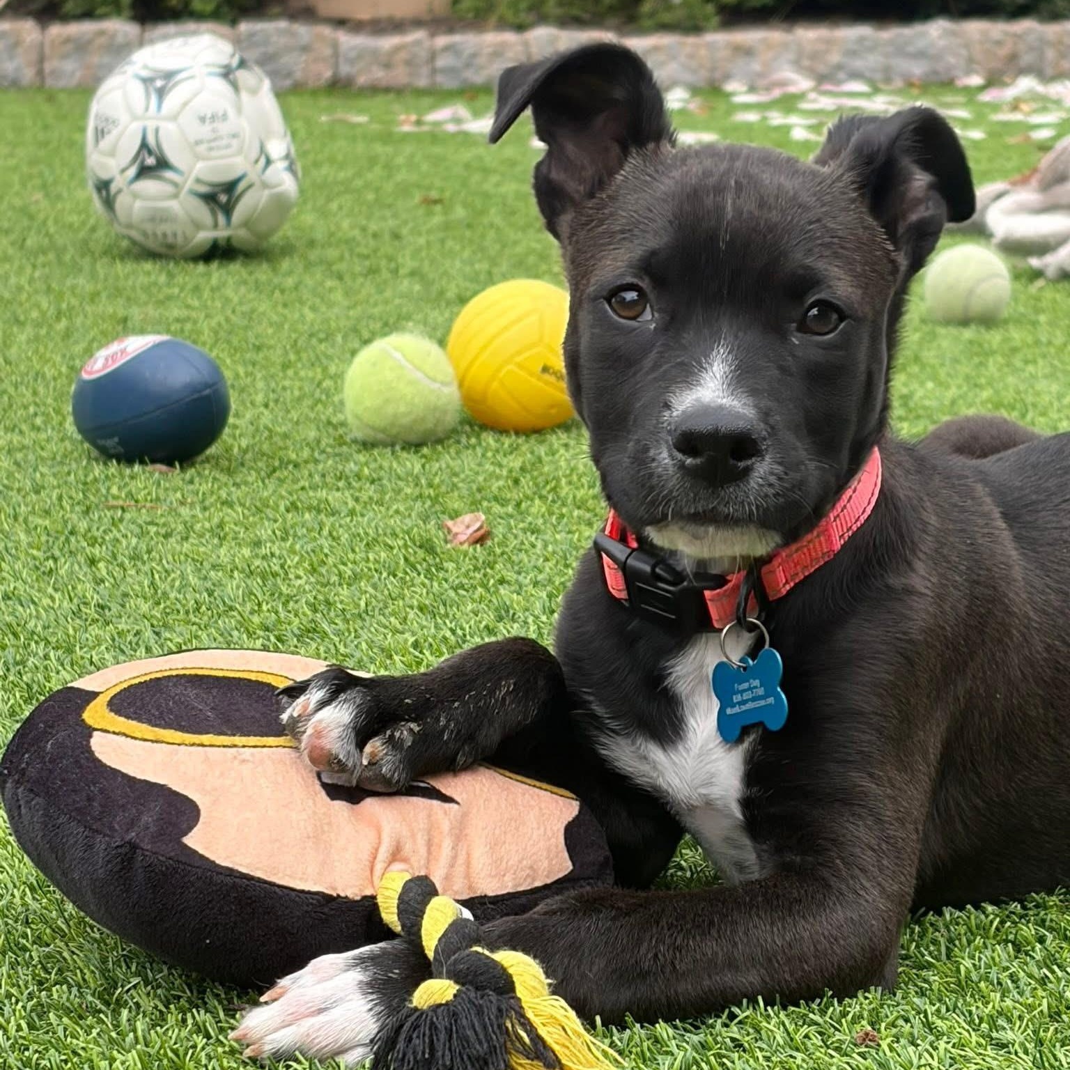 Enlarge Buster, a ADOPTABLE mixed breed in Collingswood, NJ image 1/4