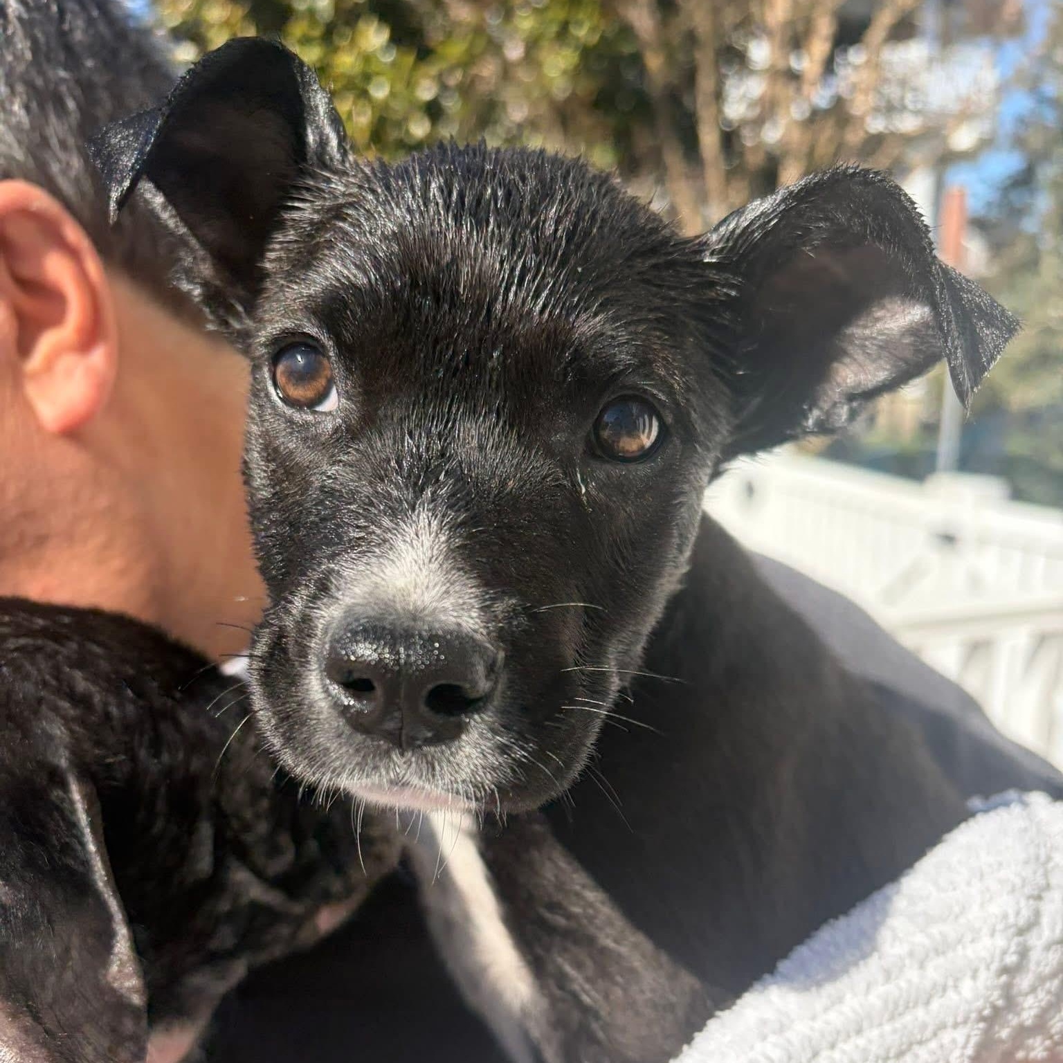 Enlarge Buster, a ADOPTABLE mixed breed in Collingswood, NJ image 2/4