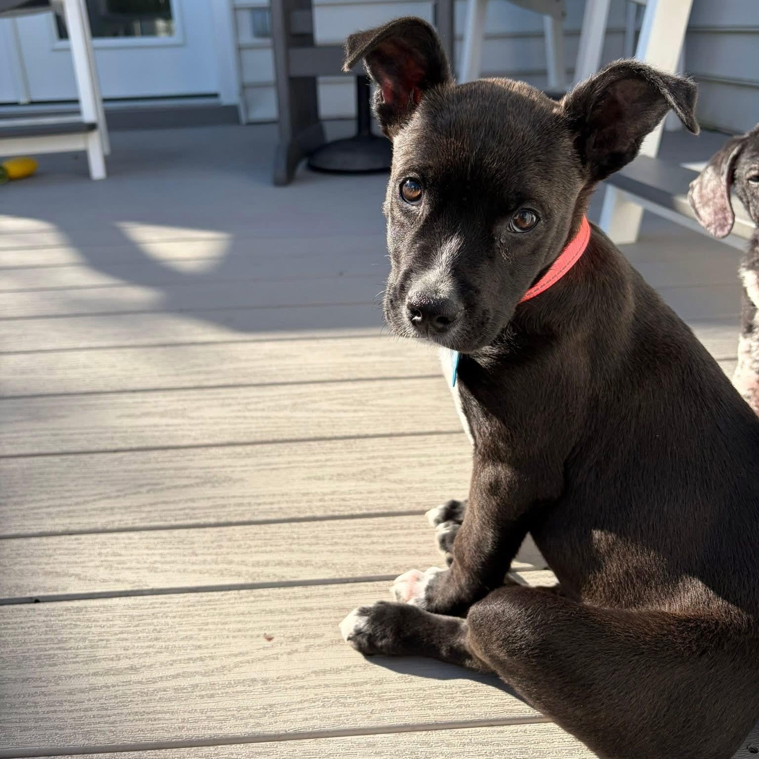 Enlarge Buster, a ADOPTABLE mixed breed in Collingswood, NJ image 4/4
