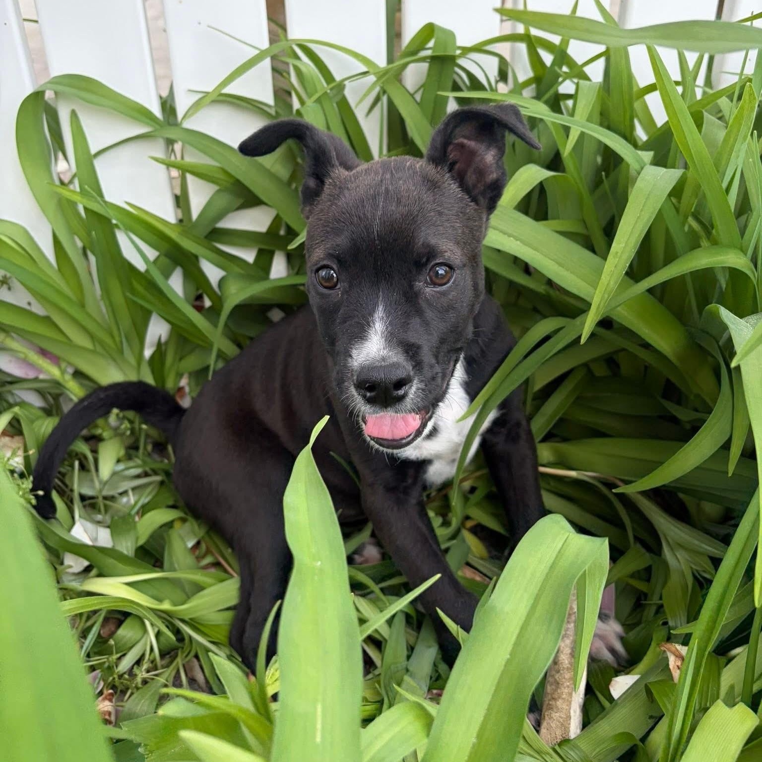Enlarge Buster, a ADOPTABLE mixed breed in Collingswood, NJ image 3/4
