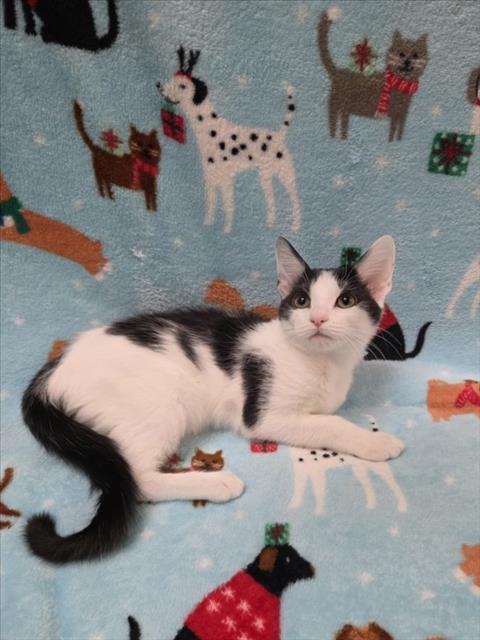 Enlarge GRETA, a Adoptable Domestic Short Hair in Norco, CA image 1/1