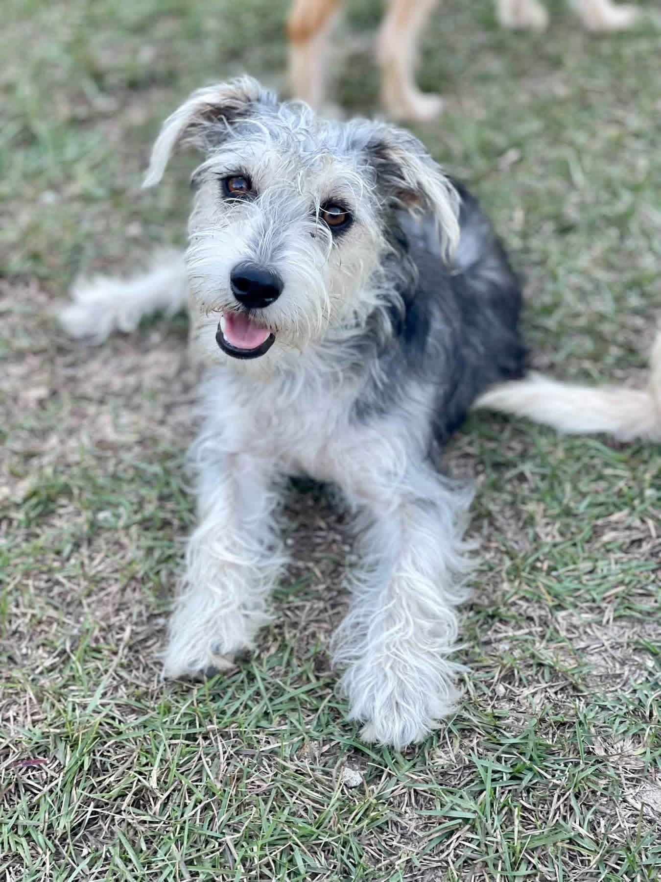 Schmoo, Adoptable, Adult Male Miniature Schnauzer & Miniature Poodle.