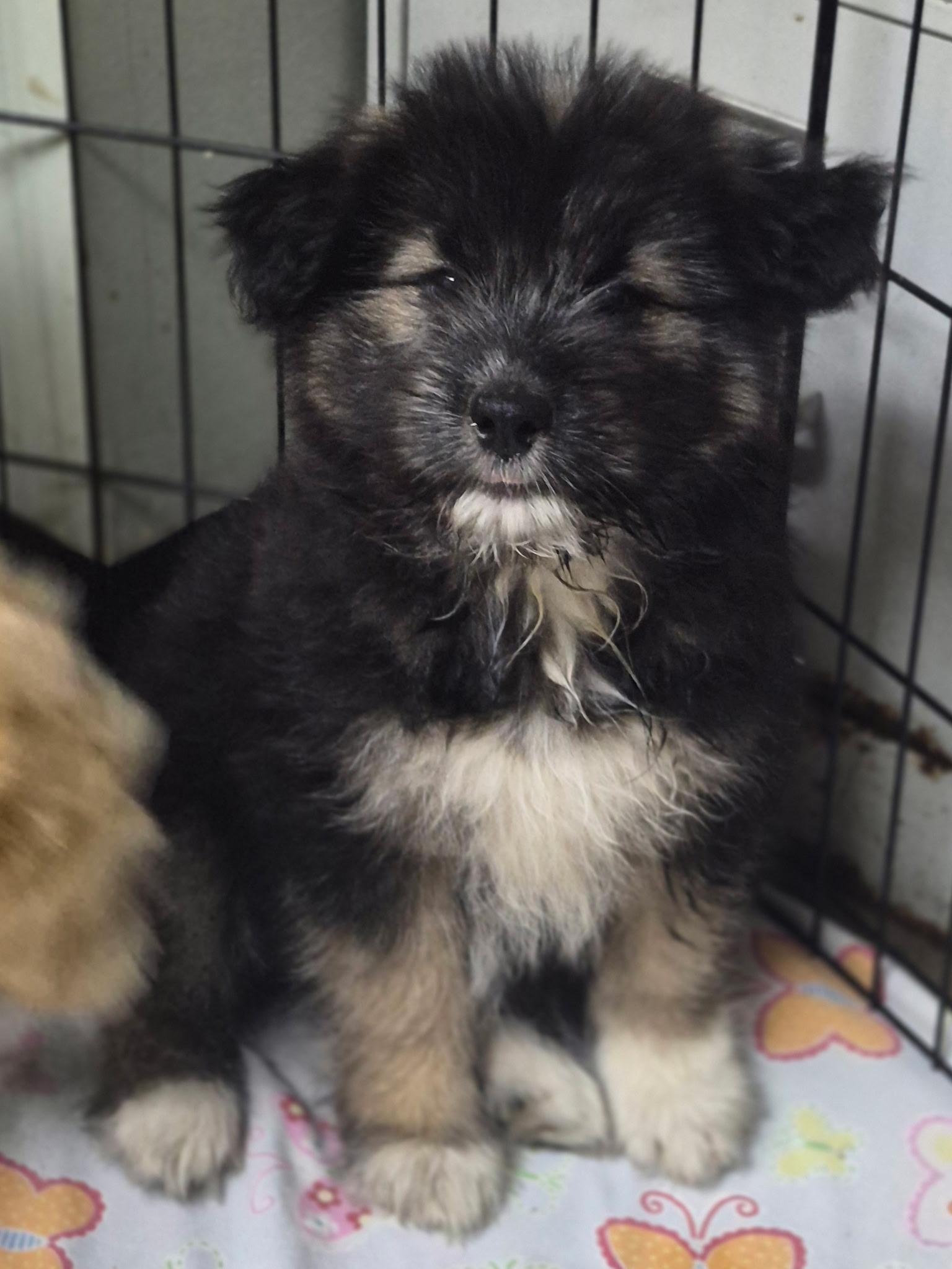Alma, a ADOPTABLE mixed breed in Los Angeles, CA image 3/3