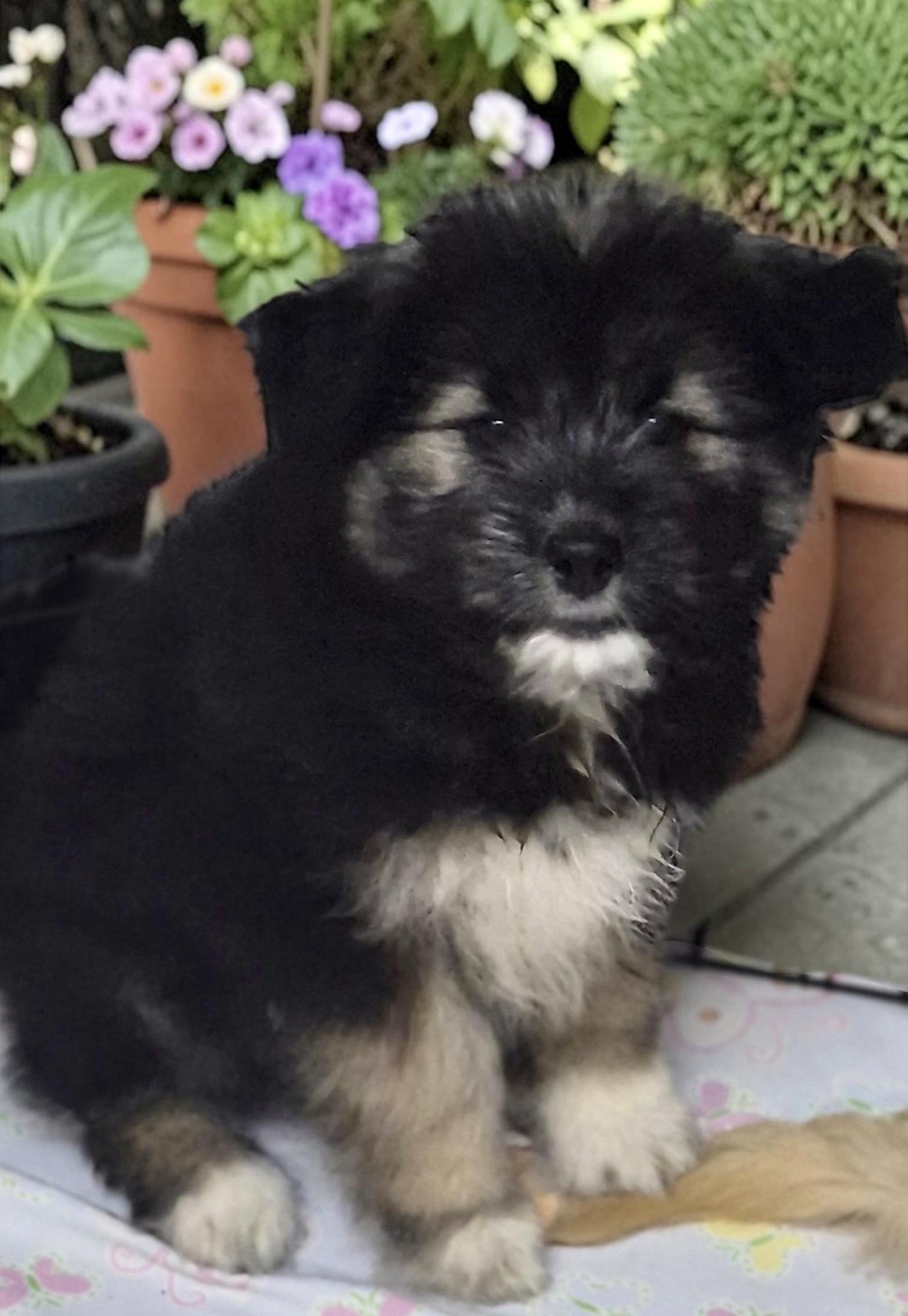 Alma, a ADOPTABLE mixed breed in Los Angeles, CA image 1/3