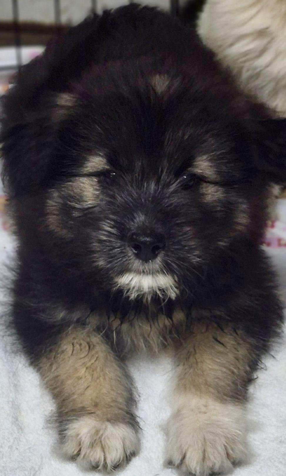 Alma, a ADOPTABLE mixed breed in Los Angeles, CA image 2/3