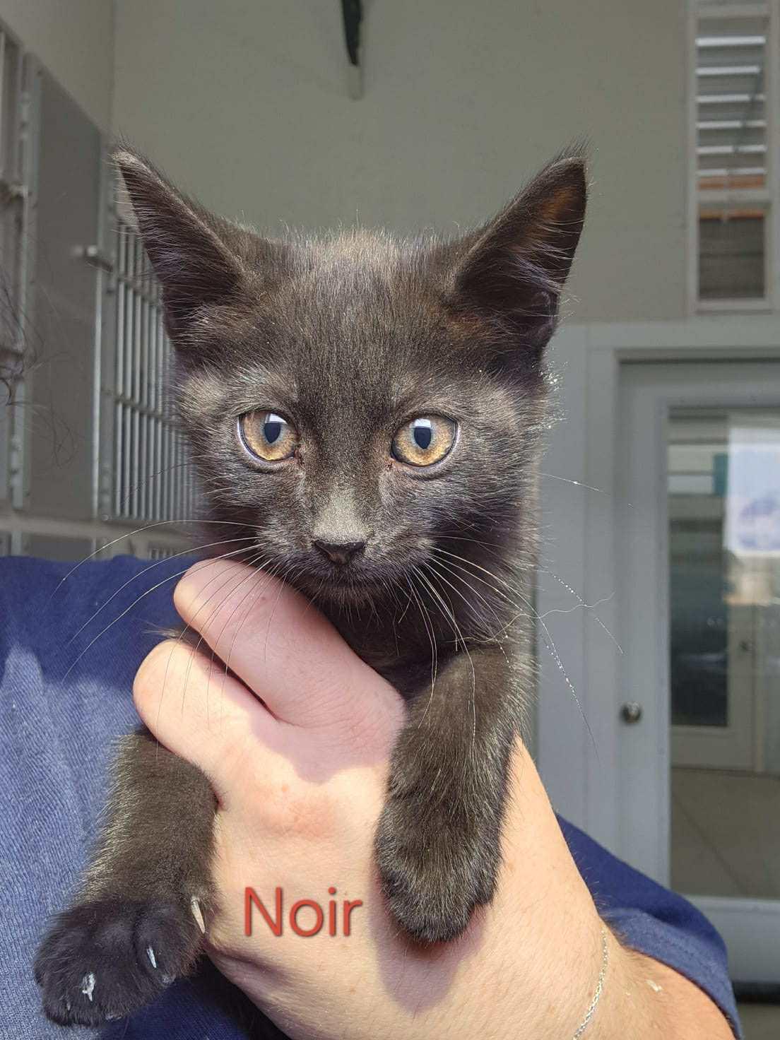 Noir, Adoptable, Kitten Male Bombay.