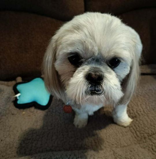 COSMOS, adopted, Adult Male Shih Tzu.