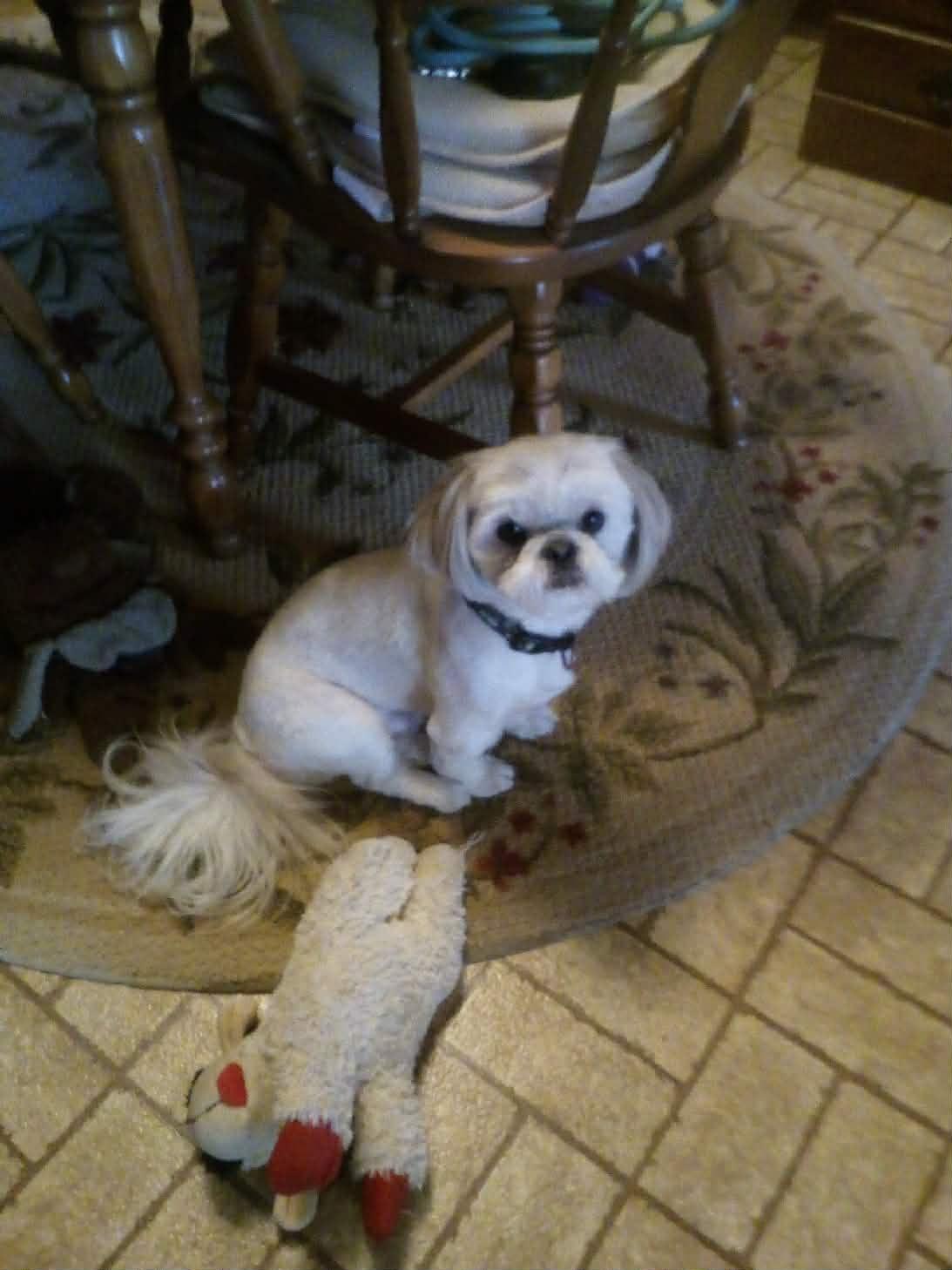 Enlarge COSMOS, an adopted Shih Tzu in Harlem, GA image 4/5