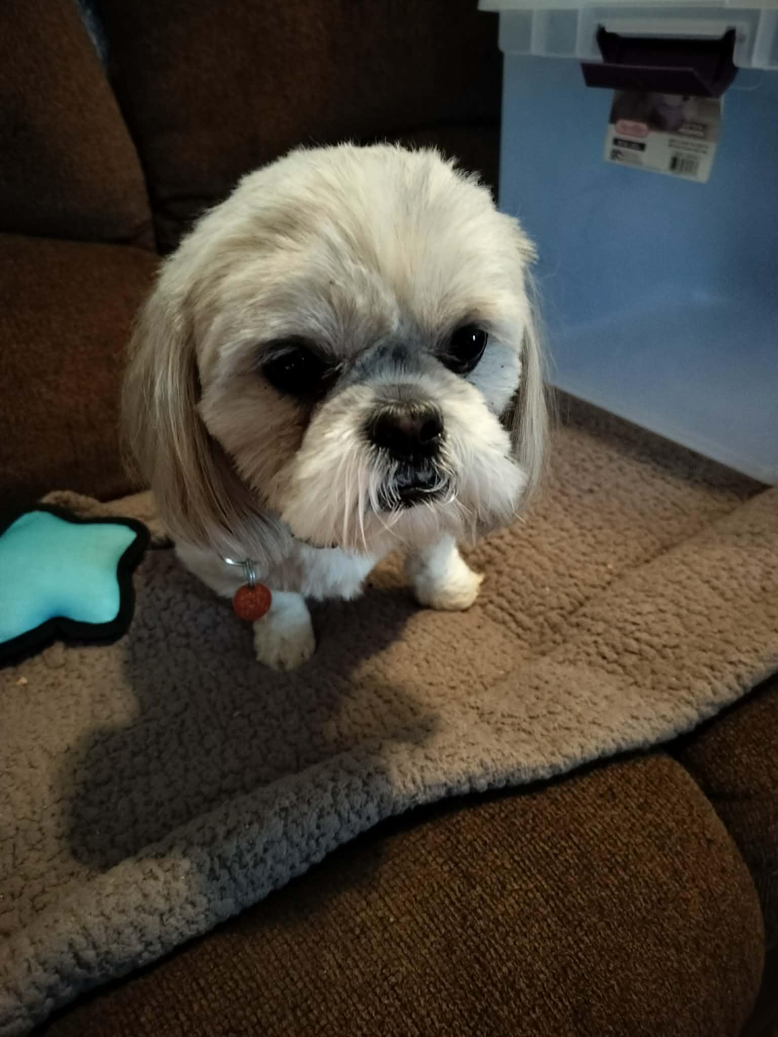 Enlarge COSMOS, an adopted Shih Tzu in Harlem, GA image 5/5