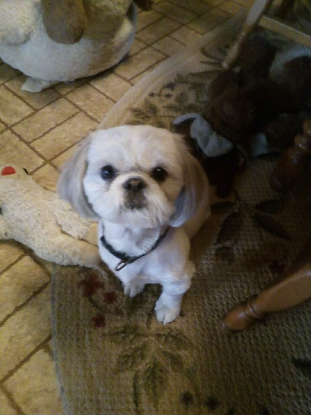 Enlarge COSMOS, an adopted Shih Tzu in Harlem, GA image 2/5