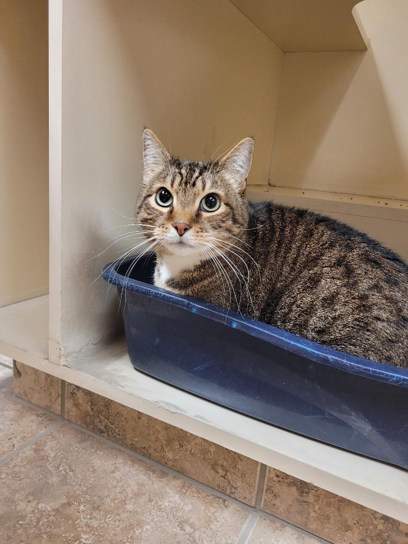 Enlarge Kirby, a ADOPTABLE Domestic Short Hair in Hays, KS image 5/6