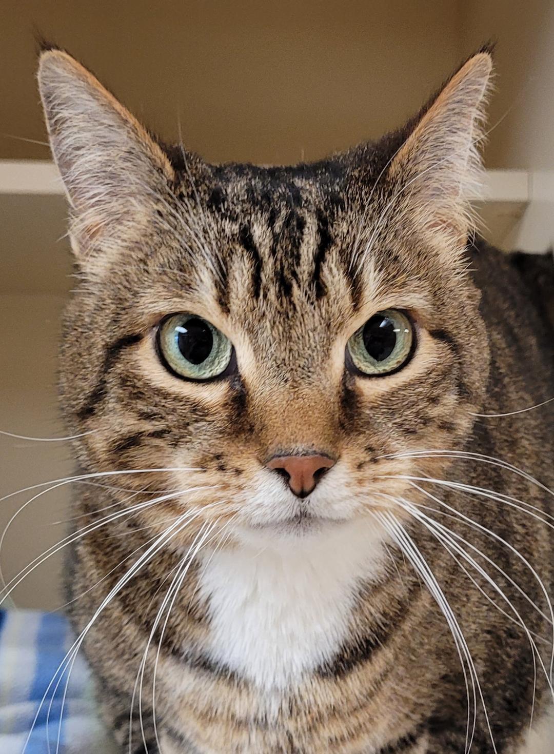 Kirby, ADOPTABLE, Senior Male Domestic Short Hair.