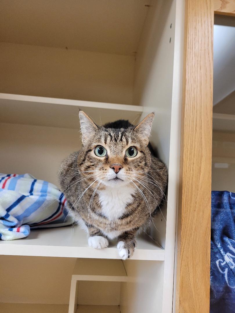 Enlarge Kirby, a ADOPTABLE Domestic Short Hair in Hays, KS image 4/6