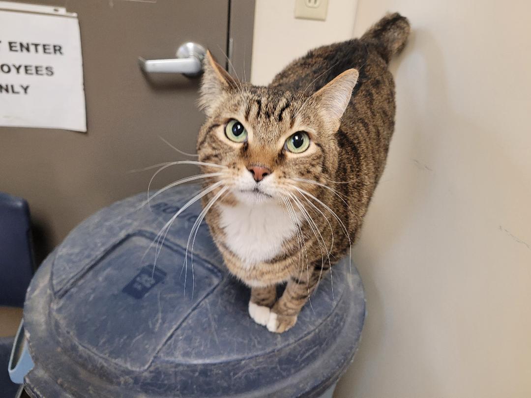 Enlarge Kirby, a ADOPTABLE Domestic Short Hair in Hays, KS image 2/6