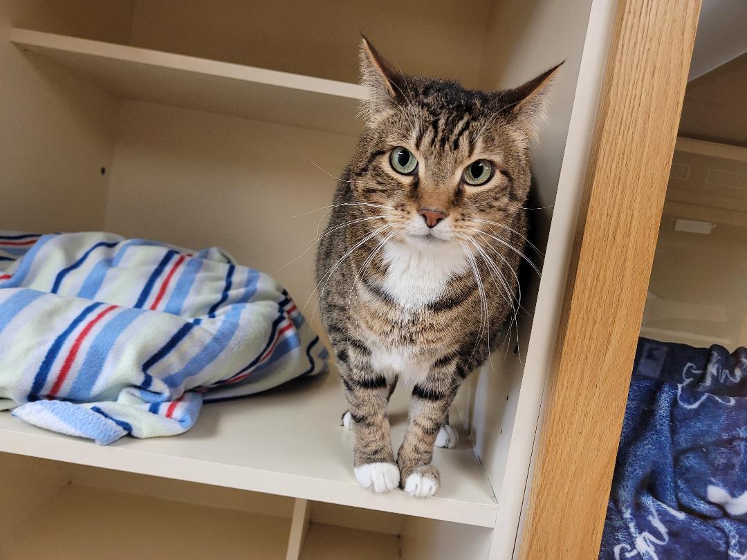 Enlarge Kirby, a ADOPTABLE Domestic Short Hair in Hays, KS image 6/6