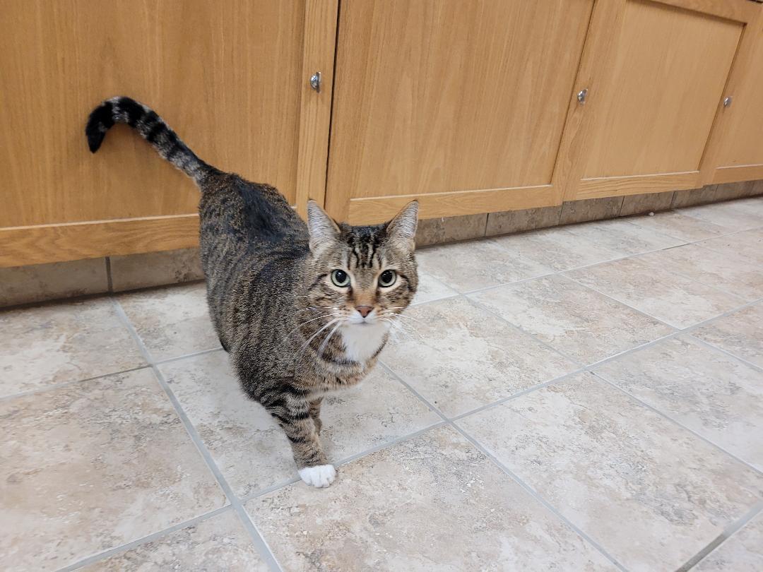 Enlarge Kirby, a ADOPTABLE Domestic Short Hair in Hays, KS image 3/6