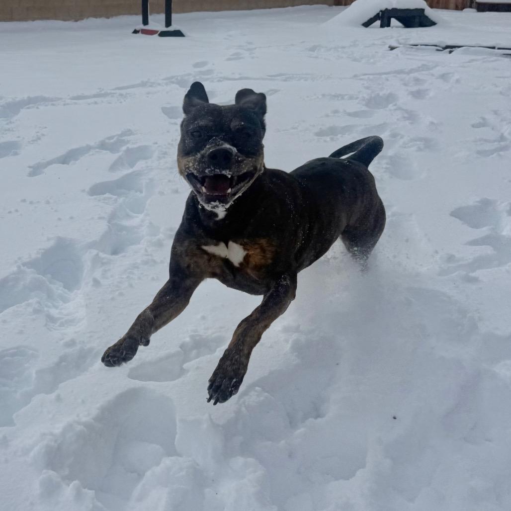 Kori, Adoptable, Adult Female Pit Bull Terrier.